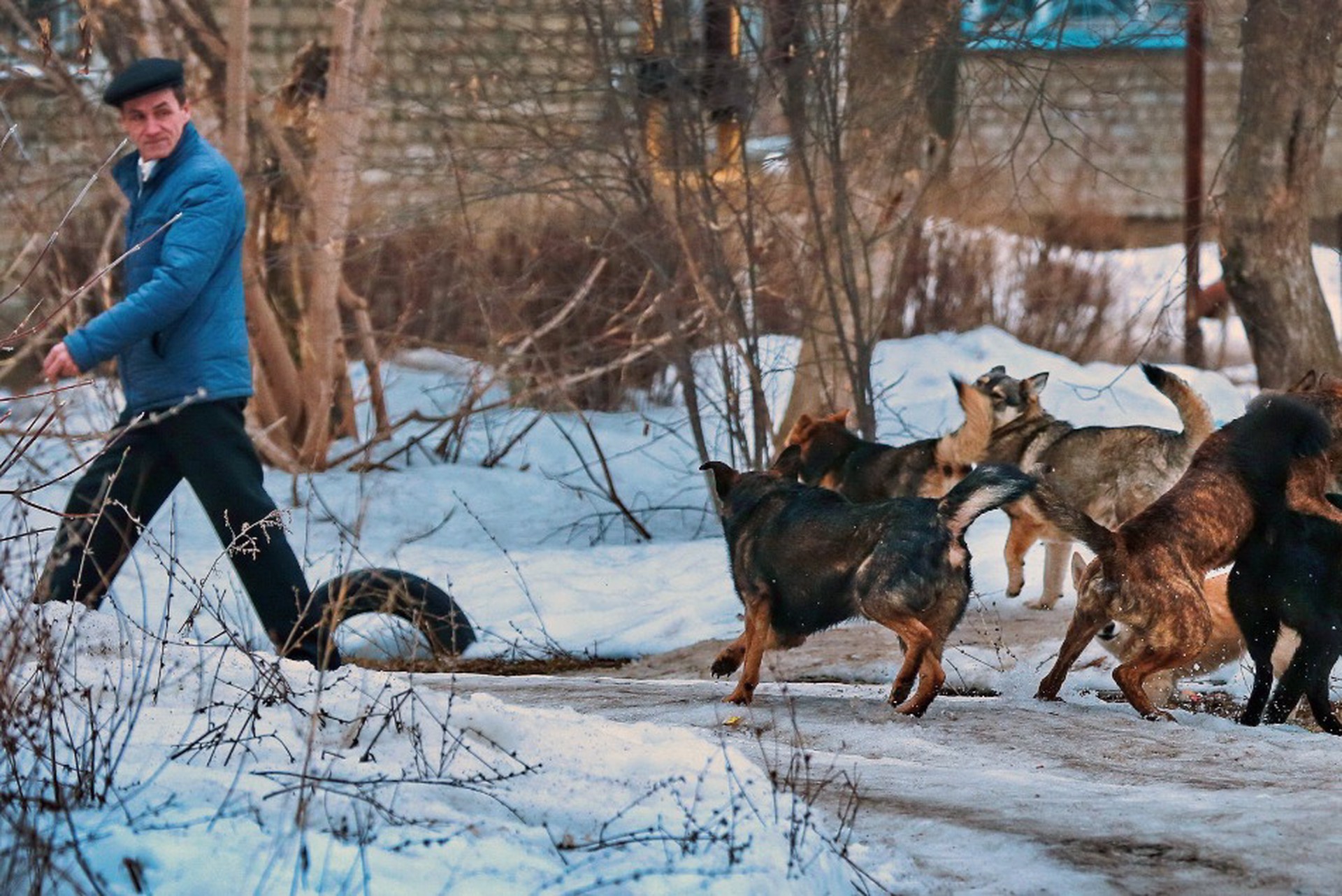 Разбор пометов: что нужно для эффективной борьбы с бездомными животными в России