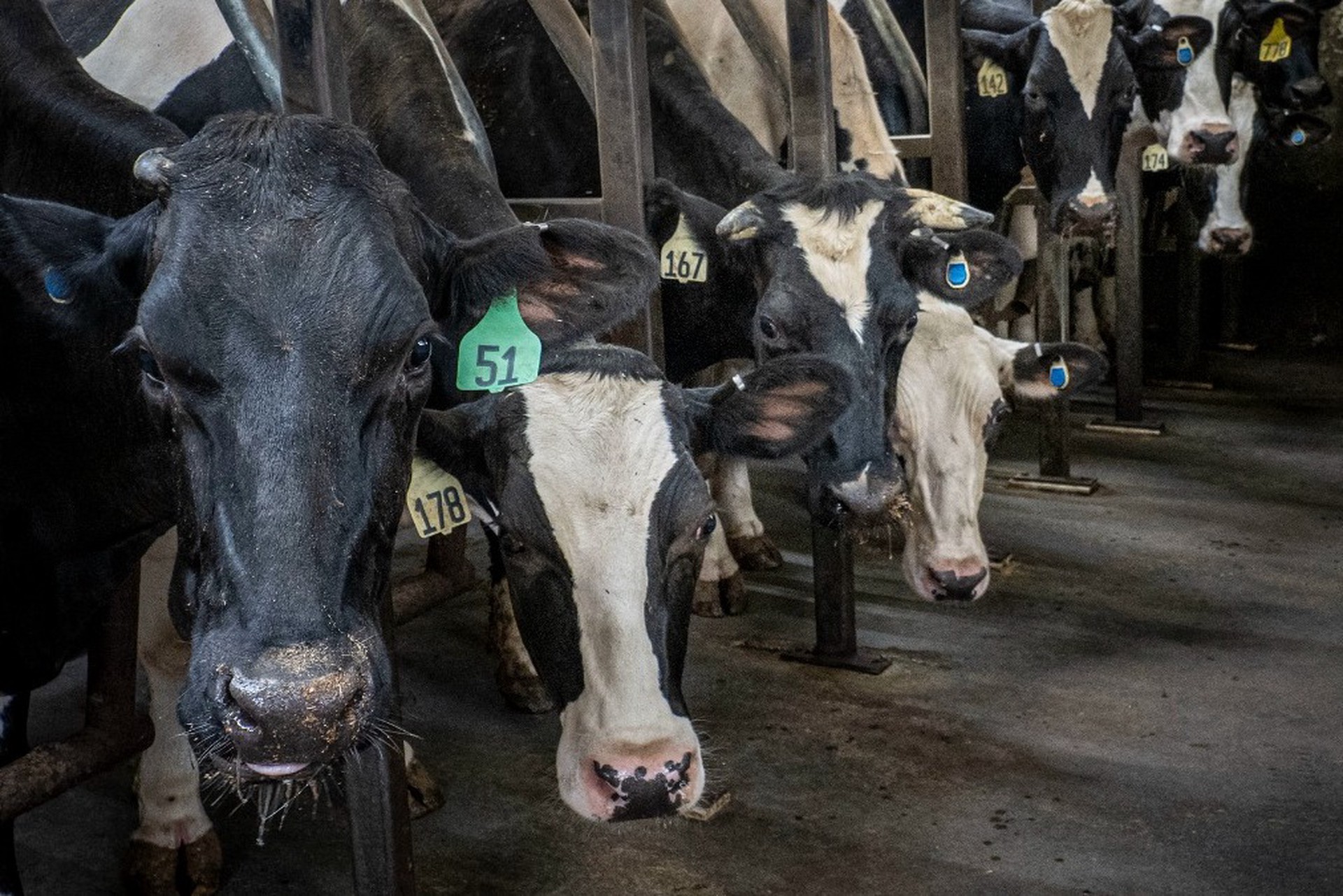 Названа причина распространения опасных болезней скота 