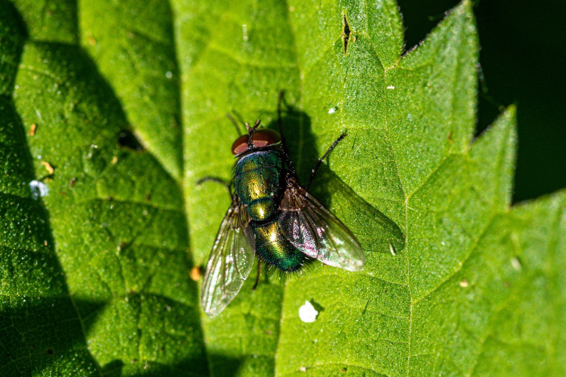 Кровожадные слепни появились в Центральной России 