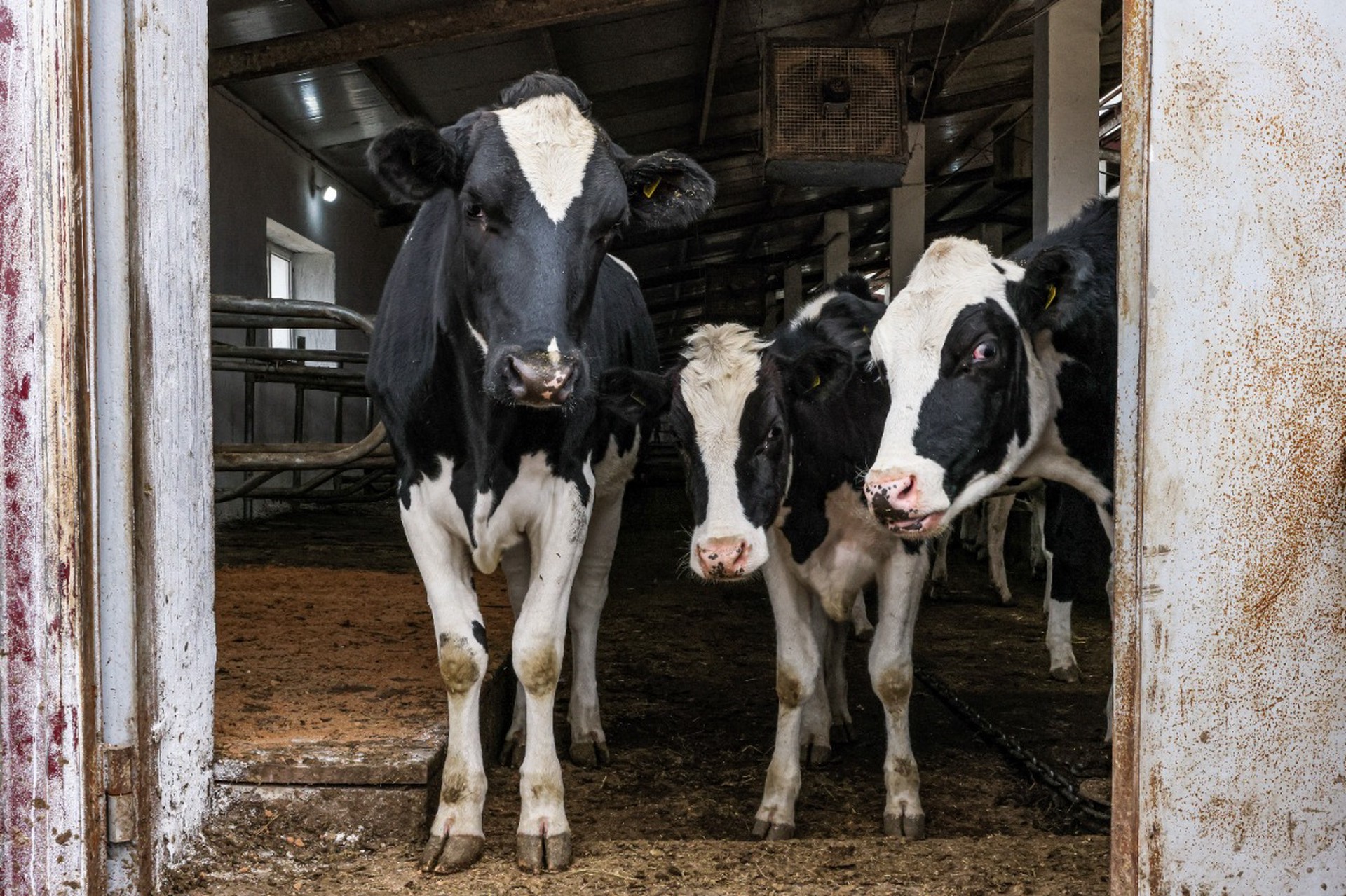 Жительница Новосибирской области заявила о накале ситуации с забоем скота