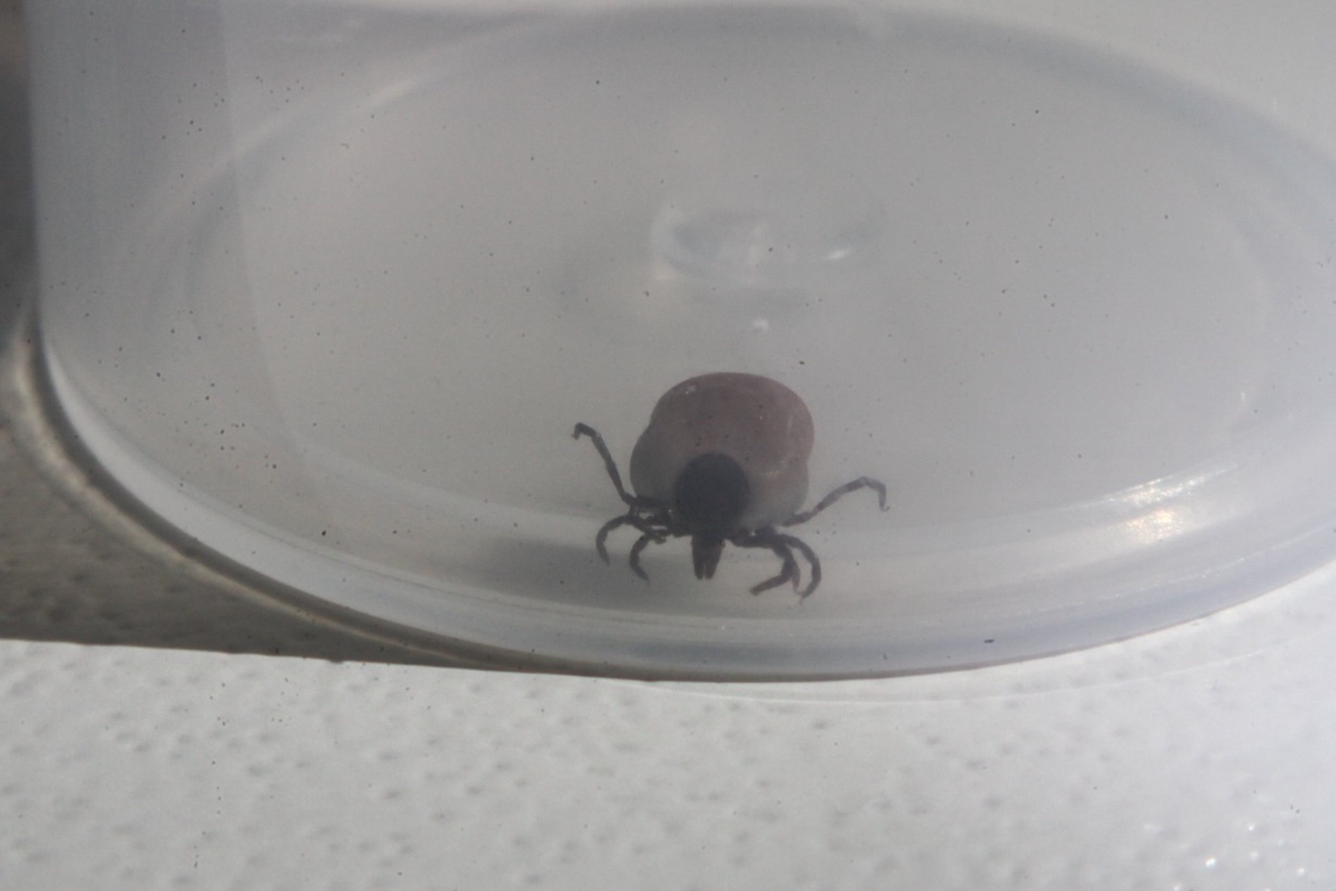 Вирусолог предупредил о рисках энцефалита на фоне скорого пробуждения клещей