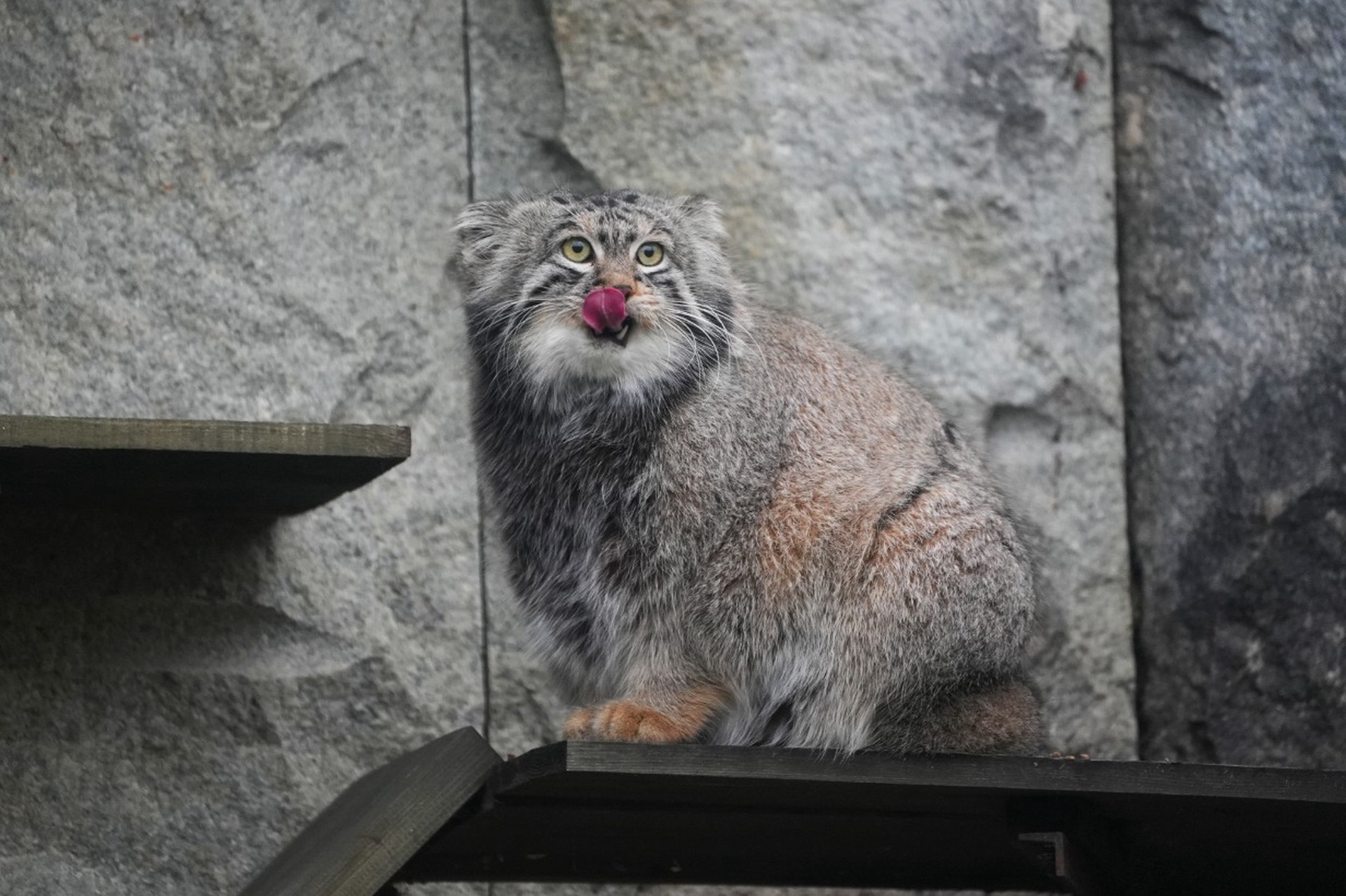 Филолог рассказала, как манул Тимофей повлиял на появление «разжировки» в словарях