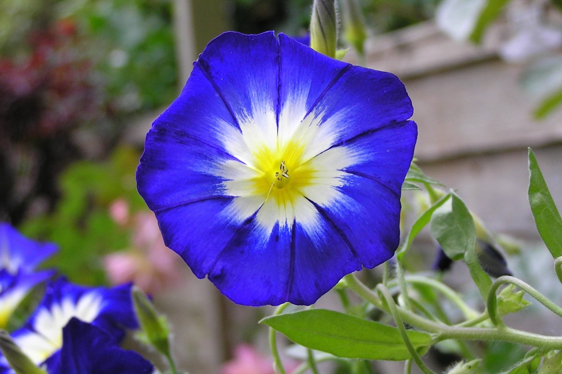 Россиян предупредили об ответственности за «вьюнок» на участке