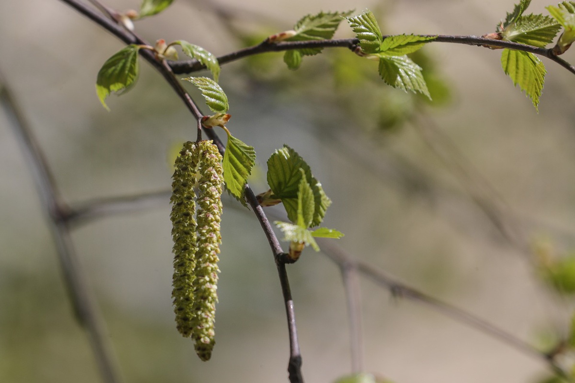 Аллерголог предсказал темно-коричневый уровень опасности аллергии из-за цветения березы