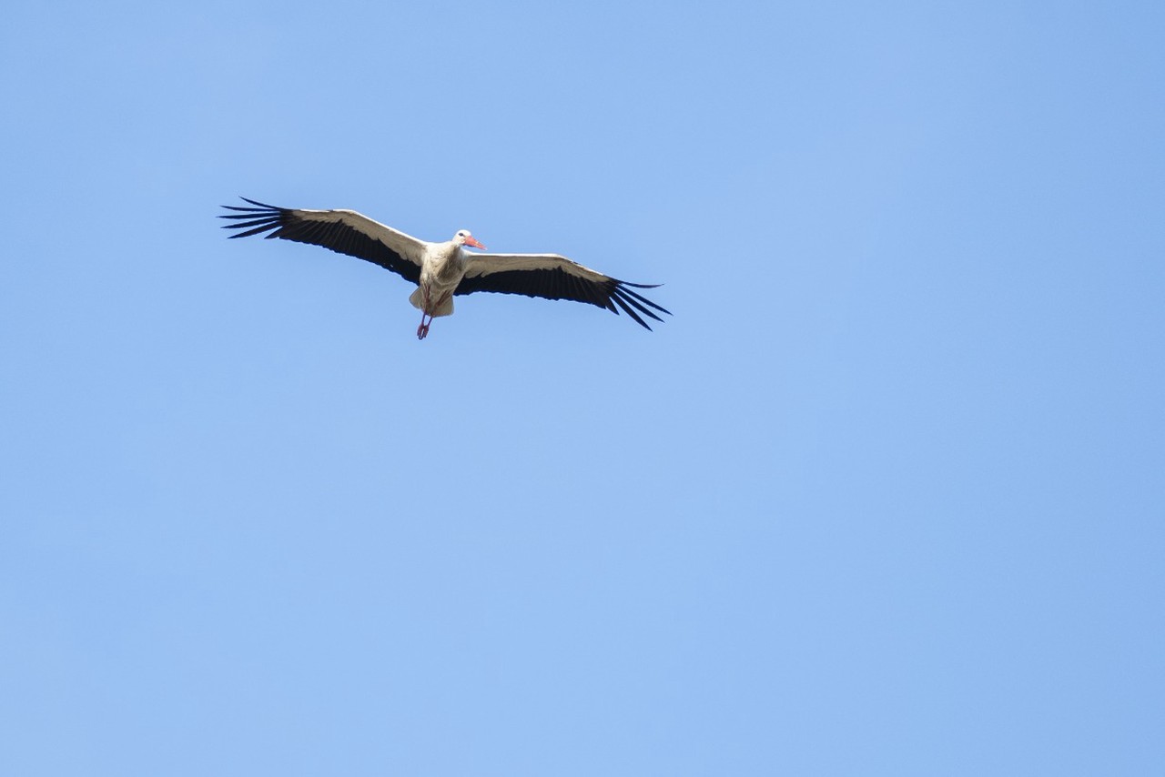 Благовещение Пресвятой Богородицы 7 апреля: традиции и приметы