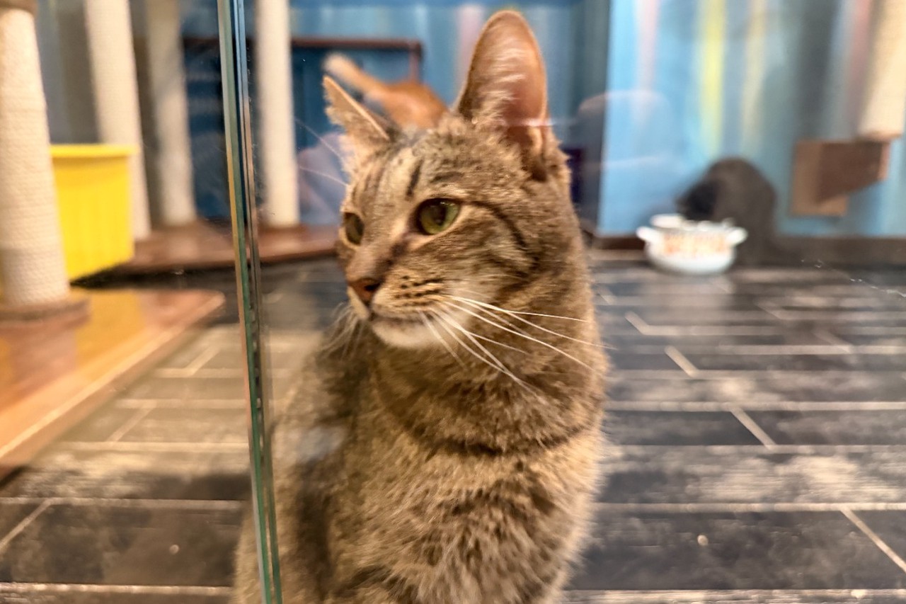 Контрастная душа: как Юрий Куклачев учит людей доброте и любви