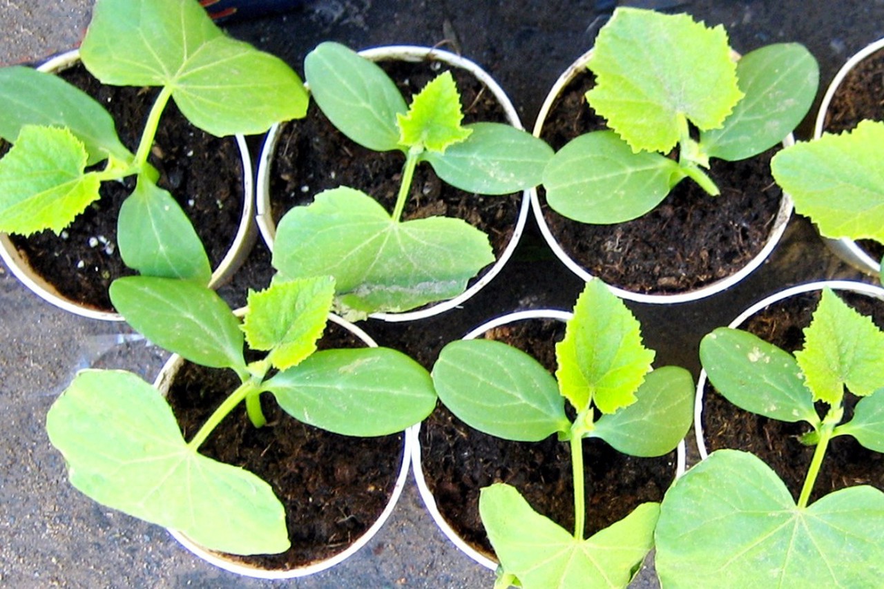 Весенние работы в саду в мае: что сажать и обрабатывать