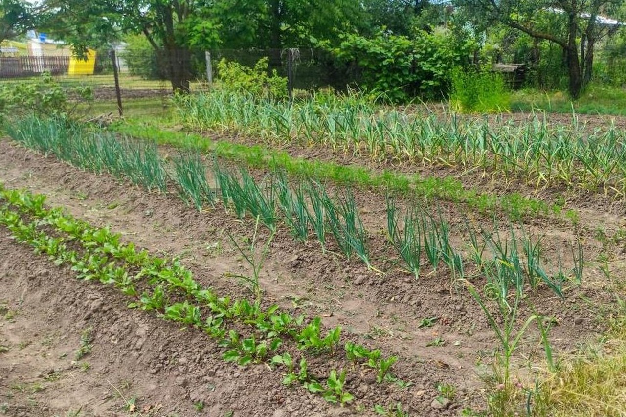 Весенние работы в саду в мае: что сажать и обрабатывать