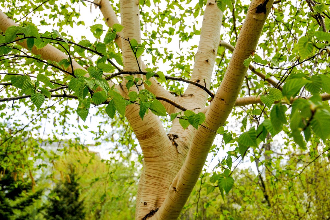 Майские приметы и народные традиции: от Егория до Николы