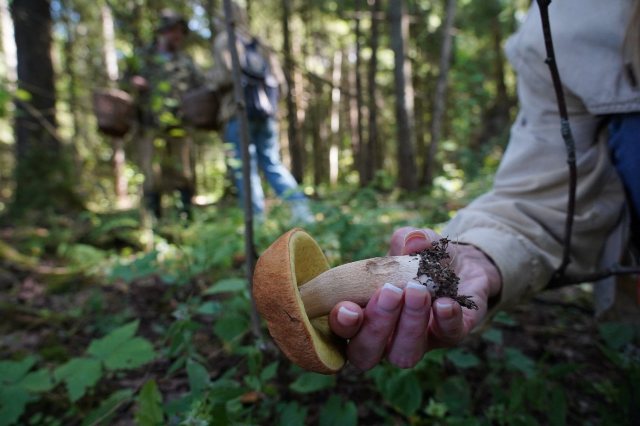 Жизнь без смеха, радиоактивные грибы и рыбы-мутанты: мифы об аварии на Чернобыльской АЭС