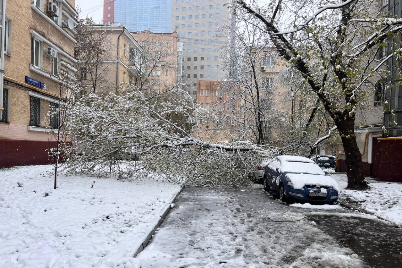 Отмена рейсов, пробки и упавшие деревья: на Москву обрушился снежный апокалипсис