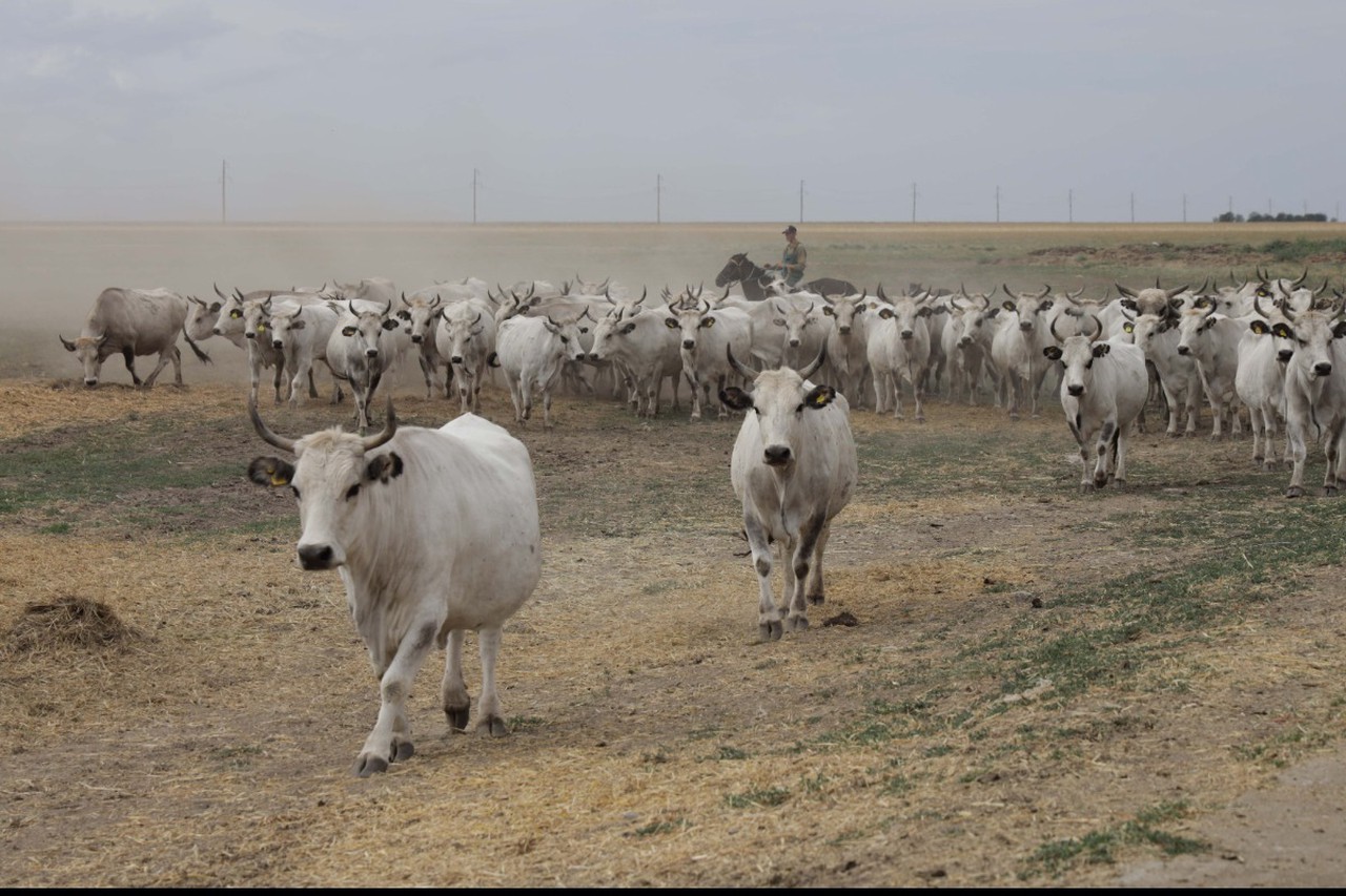 «Это связано с работой». Загадочная смерть Сергея Тура: версии гибели, скандал с забоем скота и отставка министра