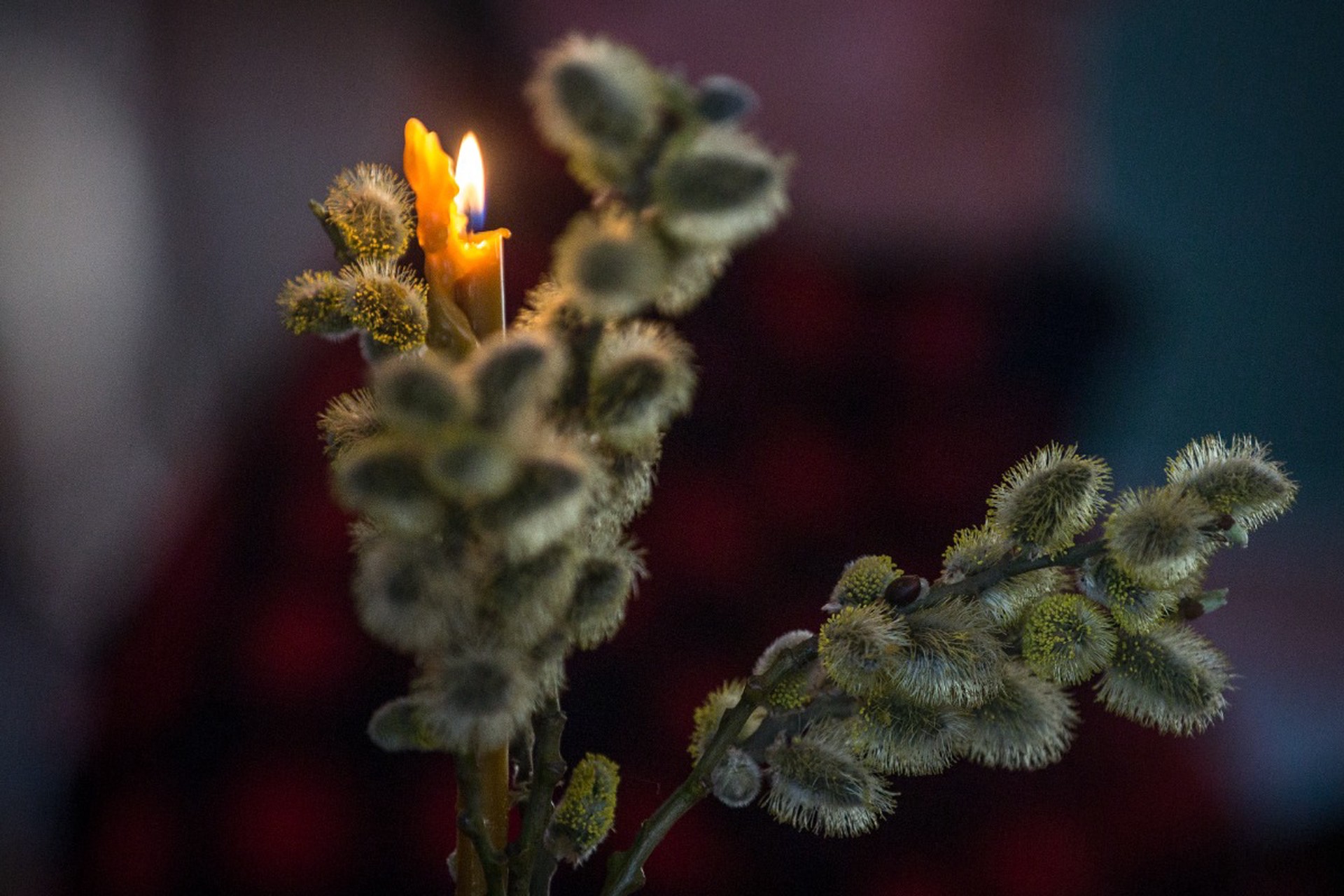 В РПЦ развеяли миф о магической силе вербы