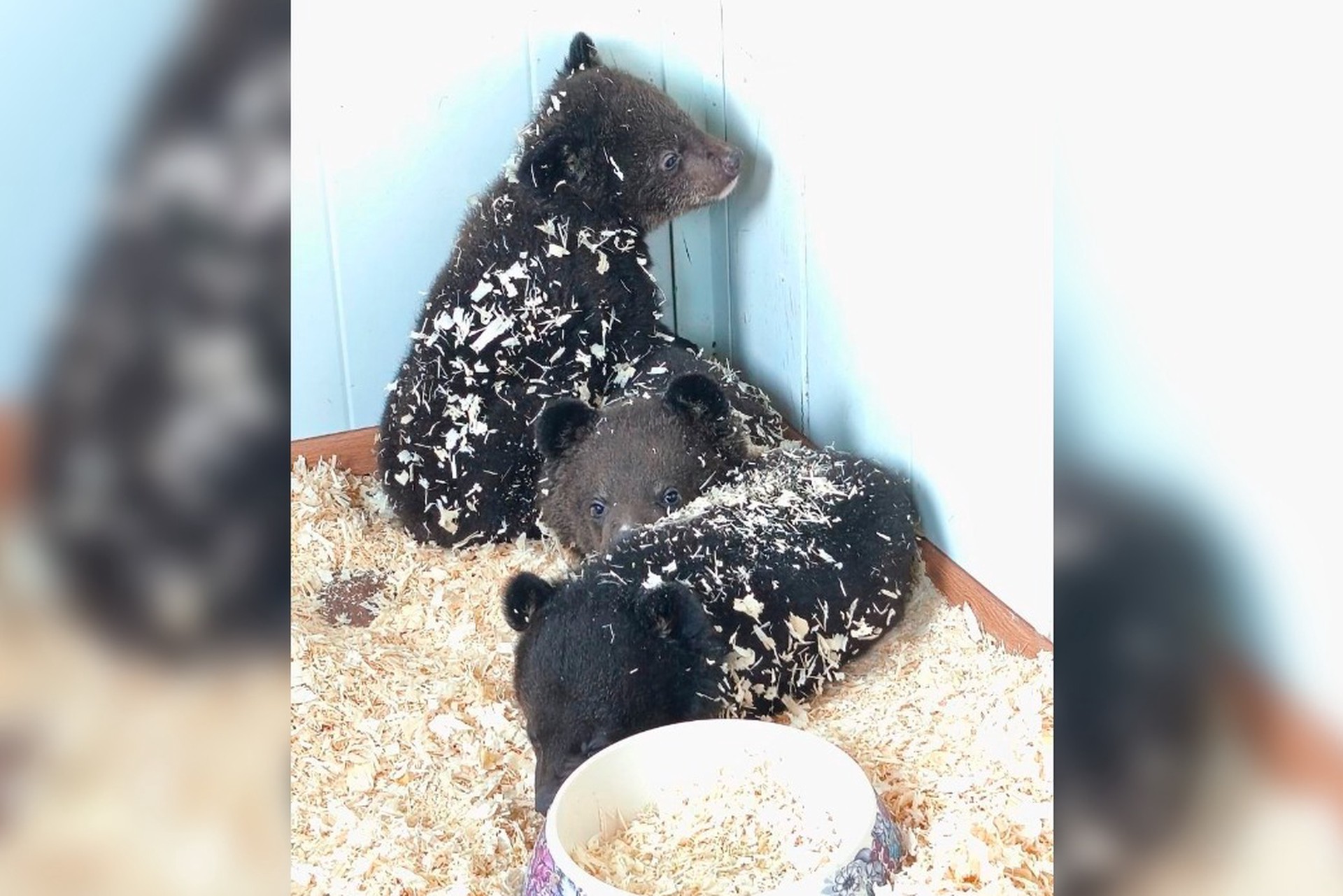 Оставленных в коробке гималайских медвежат спасли в Приморье