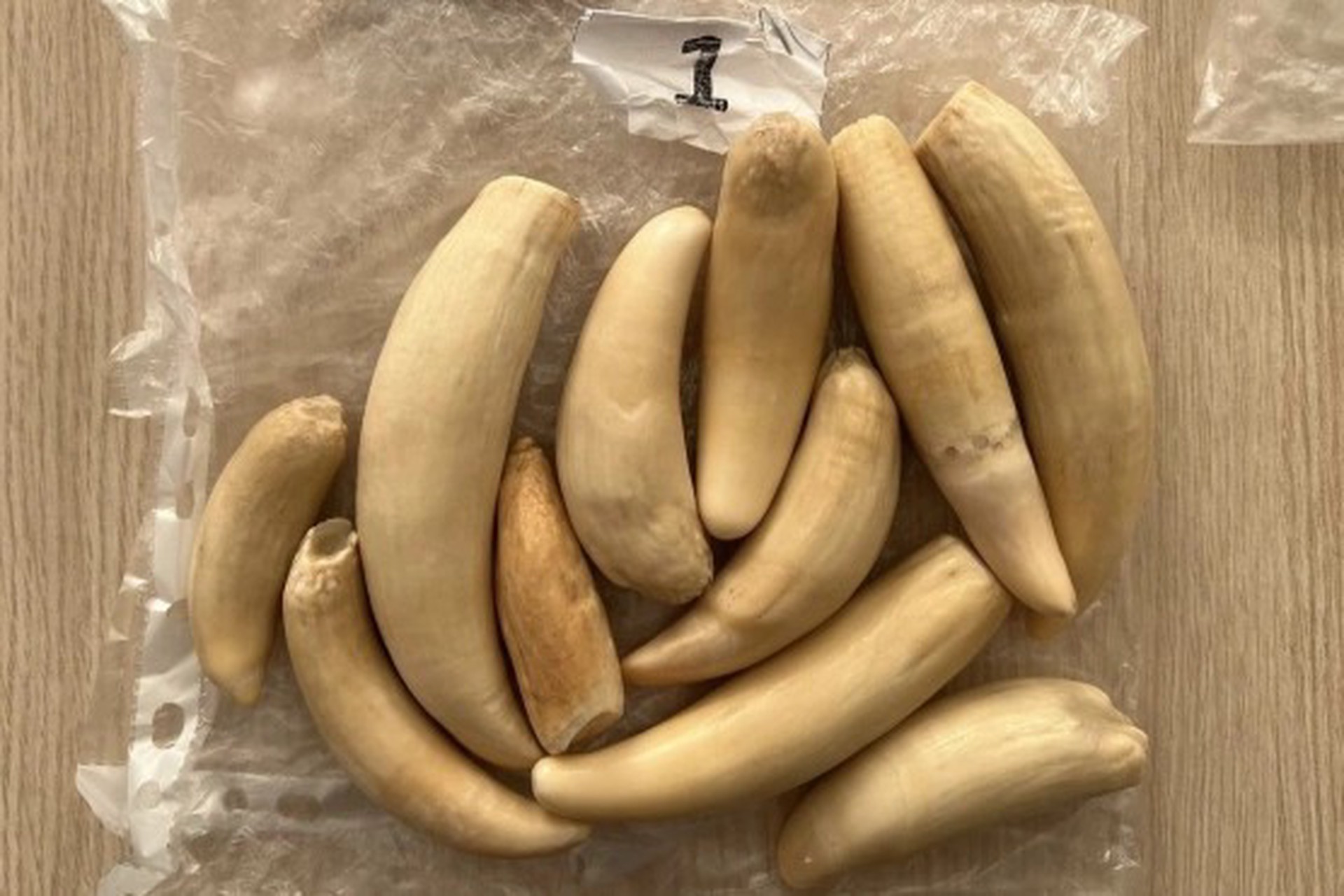 Иностранец попытался вывезти из России останки мамонта