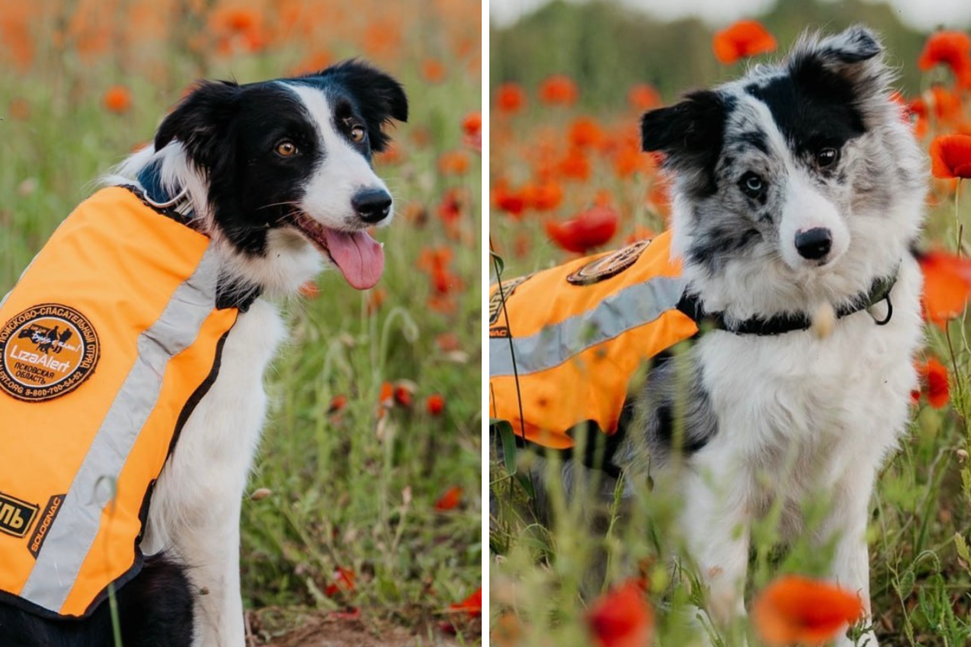 Двух поисковых собак «ЛизаАлерт» жестоко убили в Псковской области