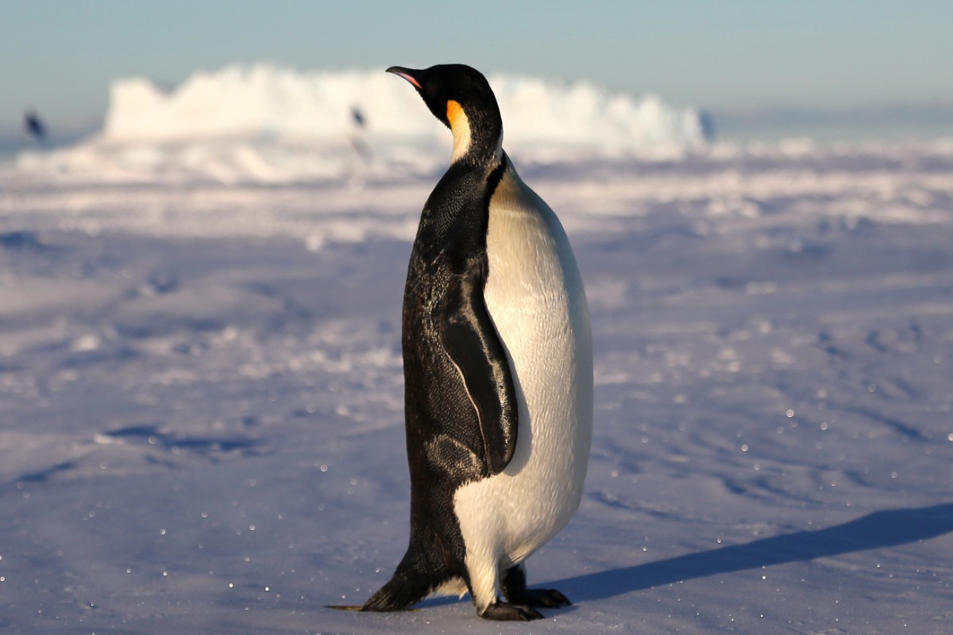 Один вид животных может навсегда исчезнуть из-за таяния льдов