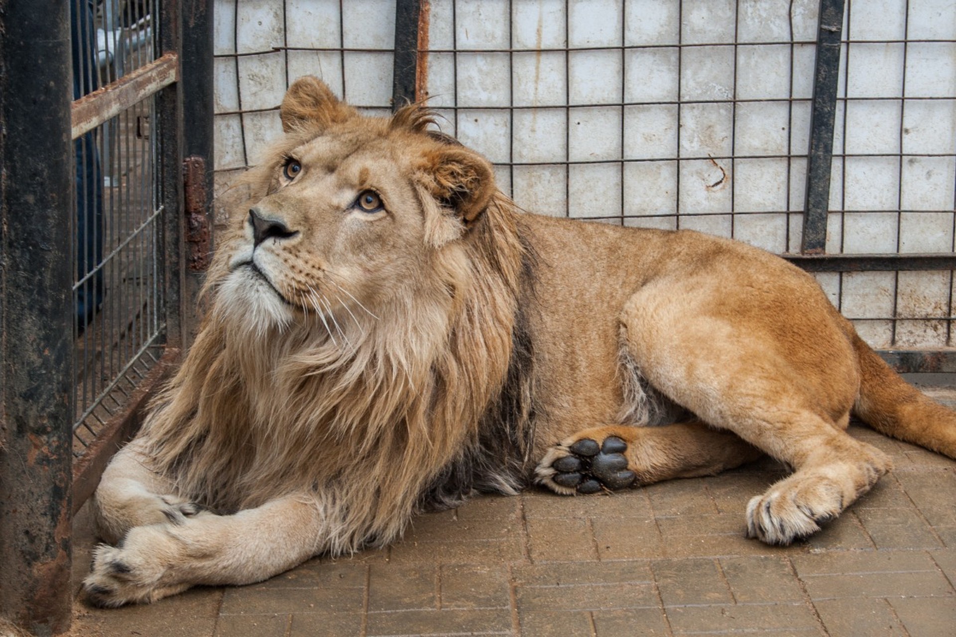 Юрист предупредил об уголовной ответственности за содержание некоторых животных