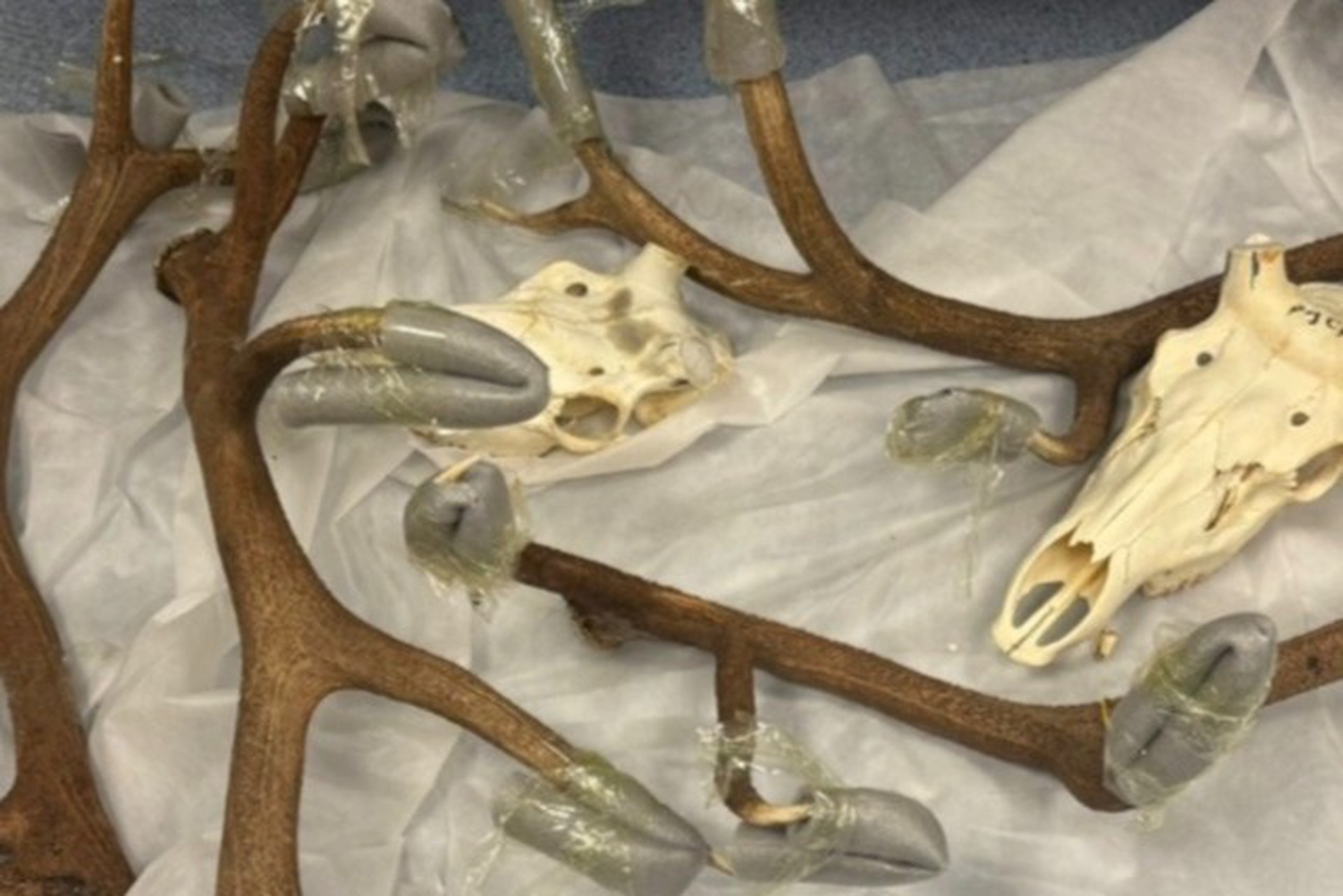 Иностранец попытался вывезти из России 12 черепов