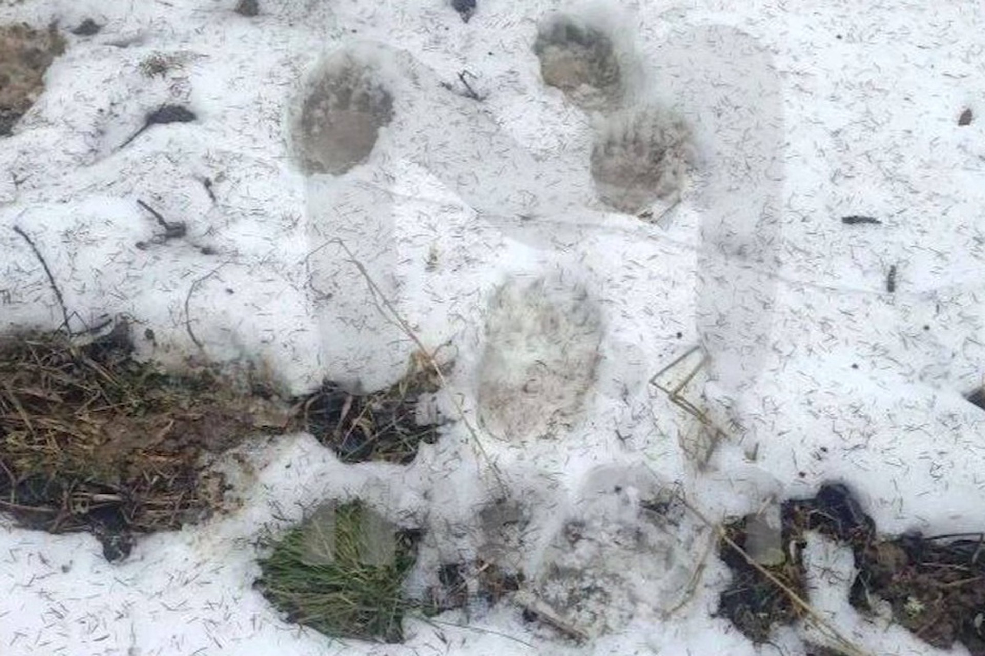 Голодные медведи слоняются у дач в российском регионе