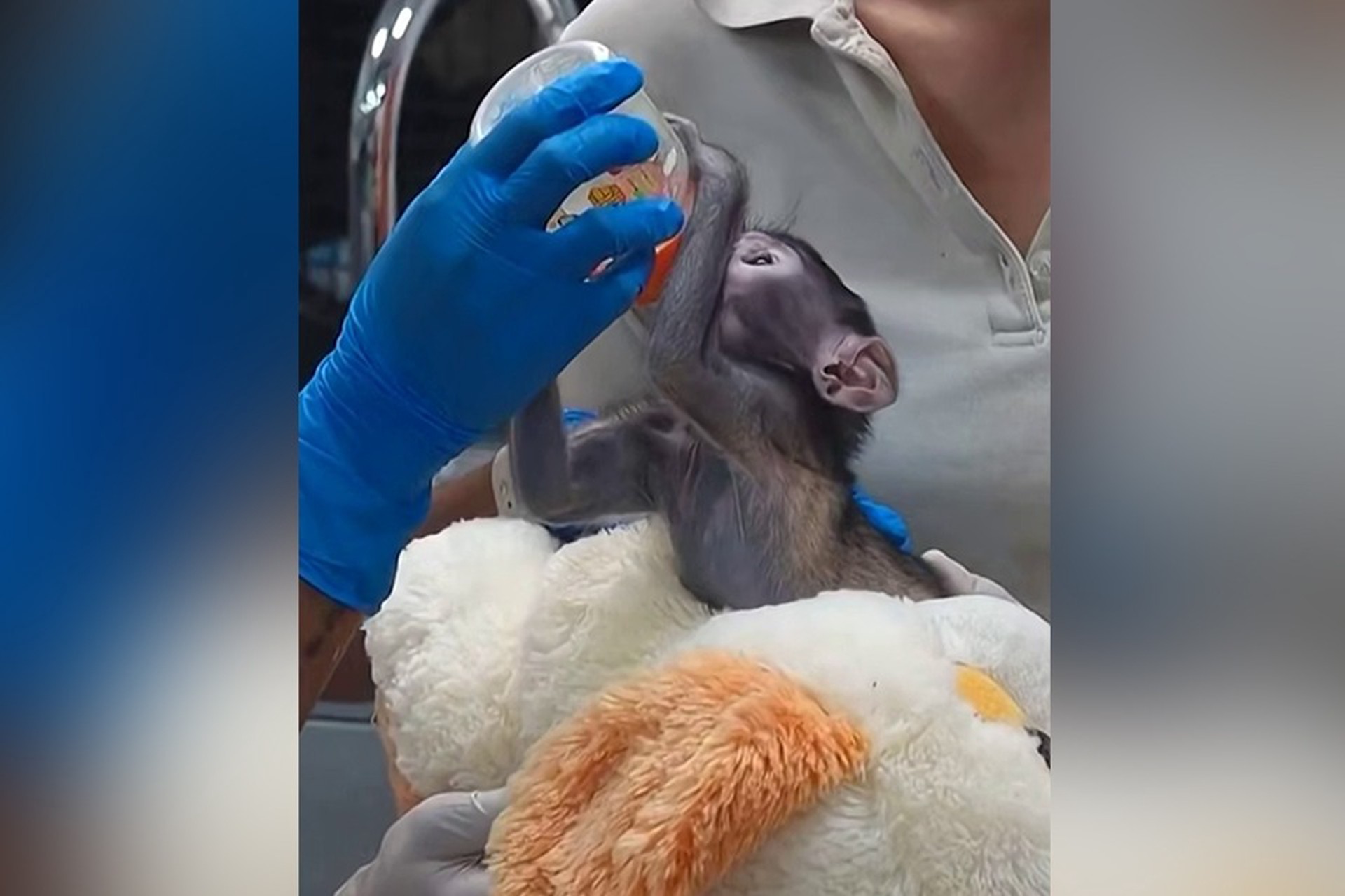 Отвергнутый детеныш обезьяны нашел утешение в плюшевой игрушке