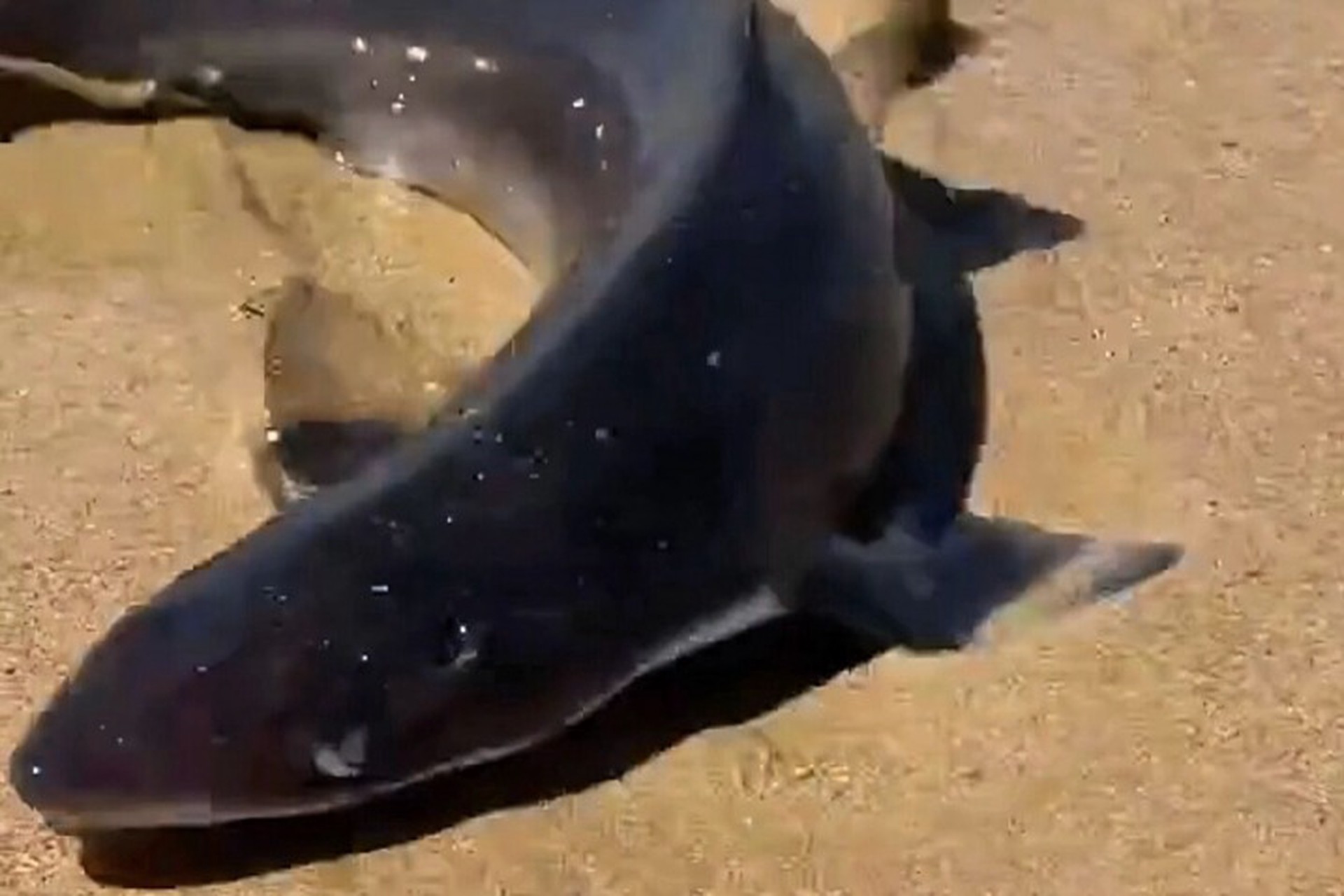 В Анапе на берег выбросило акулу