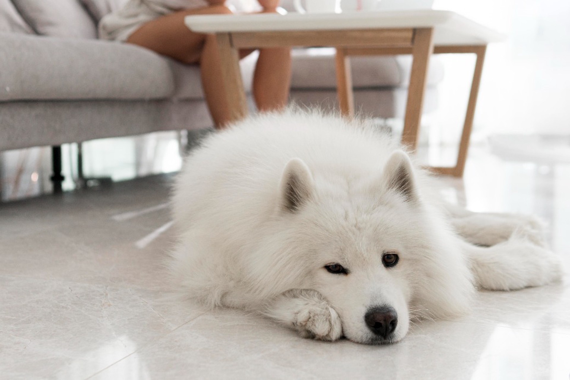 В Петербурге собака три дня одна прожила на балконе