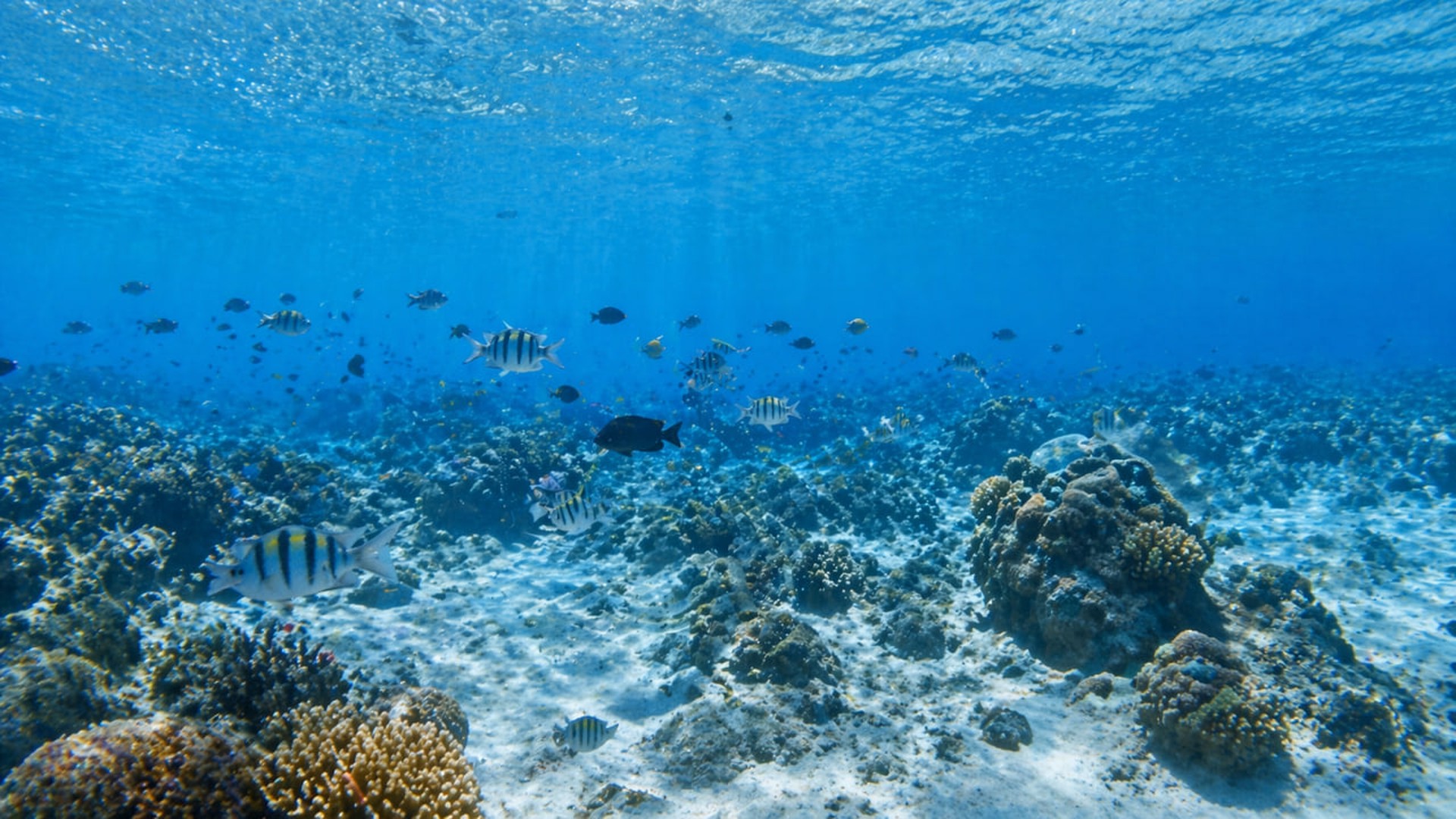 Обнаружены останки гигантских хищников, похожих на кракена