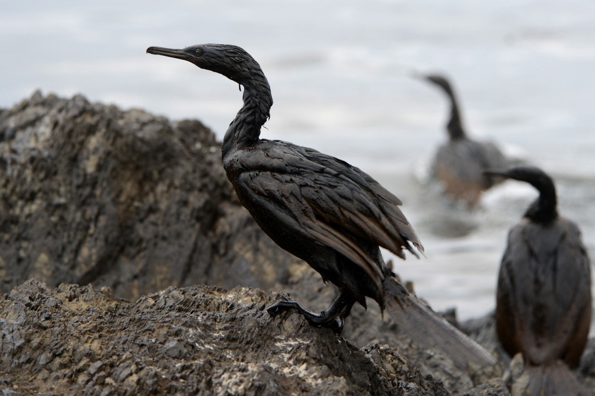 Волонтер рассказал об измазанных в саже от нефтепродуктов птицах в Туапсе