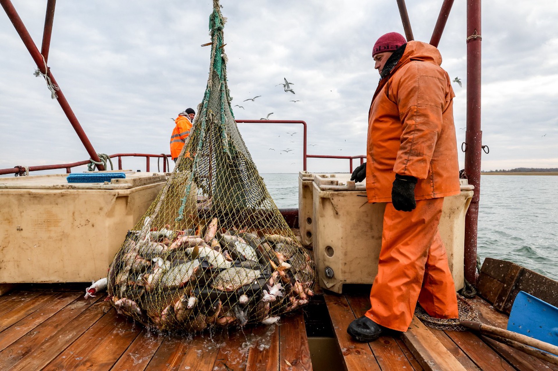 Профессор МГУ предупредил о риске исчезновения ценных видов рыб