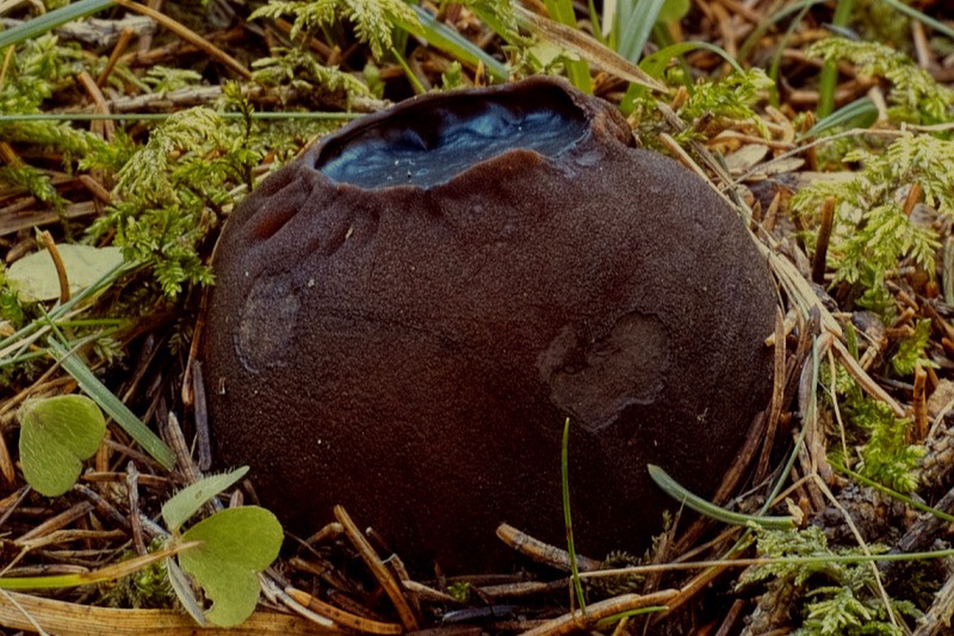 В Нижегородской области нашли редчайший гриб из Красной книги