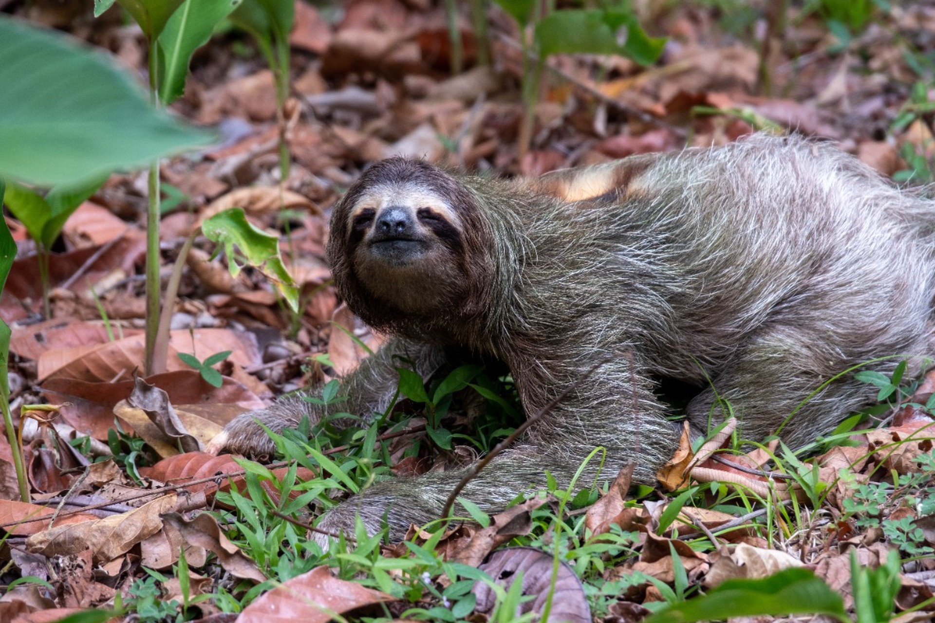Десятки ленивцев погибли из-за ужасных условий содержания в США