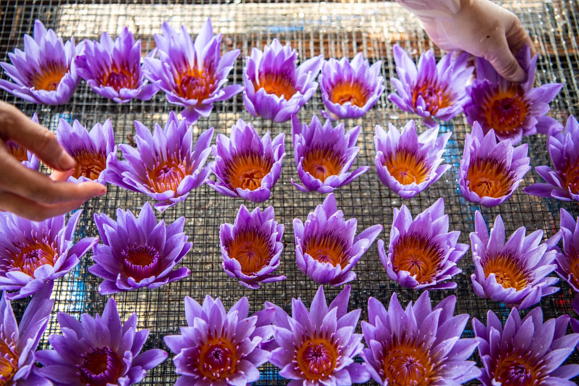 Выращивание запрещенных растений может привести к лишению свободы