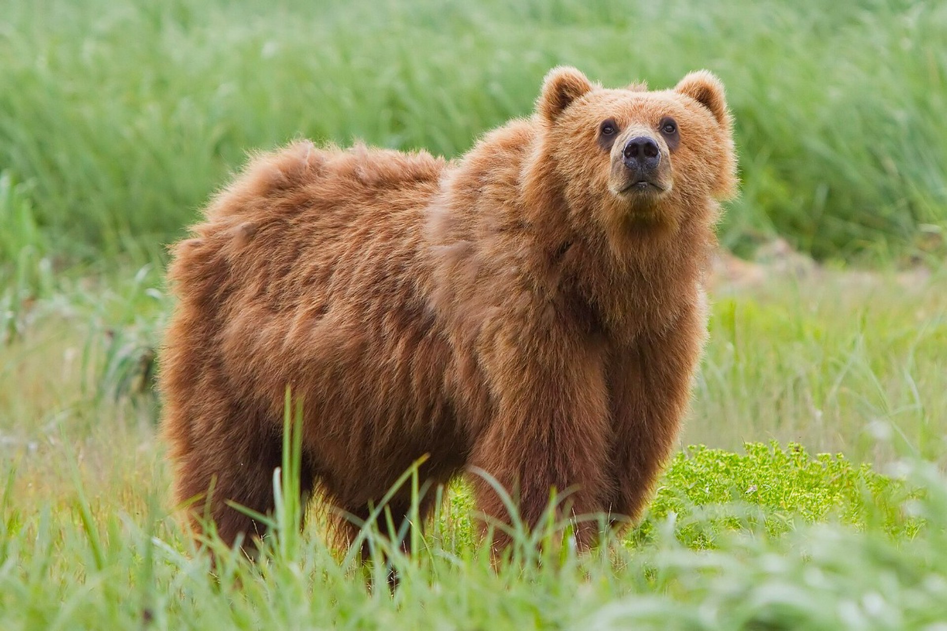 Медведь растерзал 58-летнюю женщину во время прогулки с сыном
