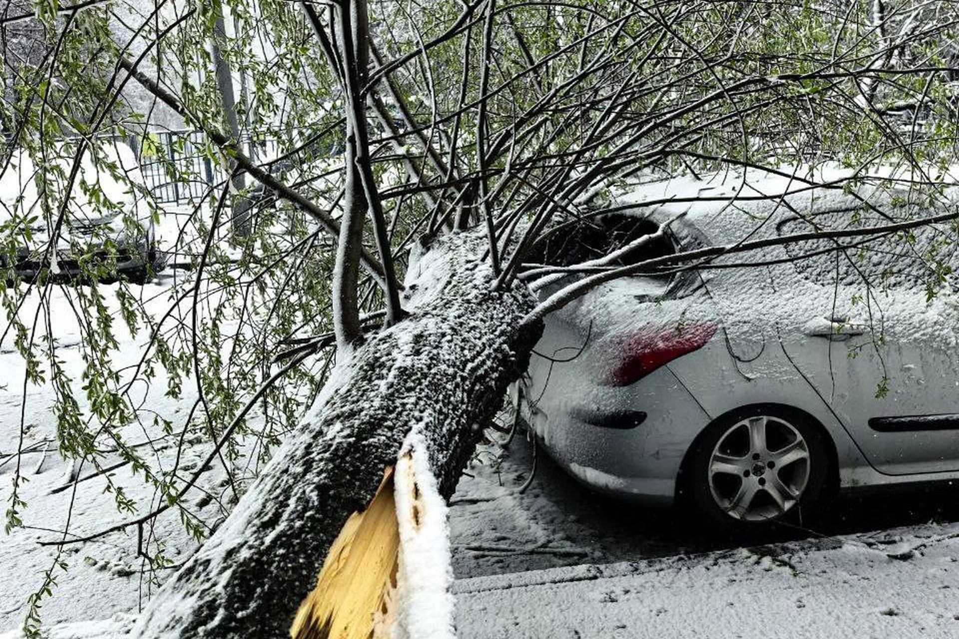 Транспортный коллапс случился в Москве из-за массового древопада