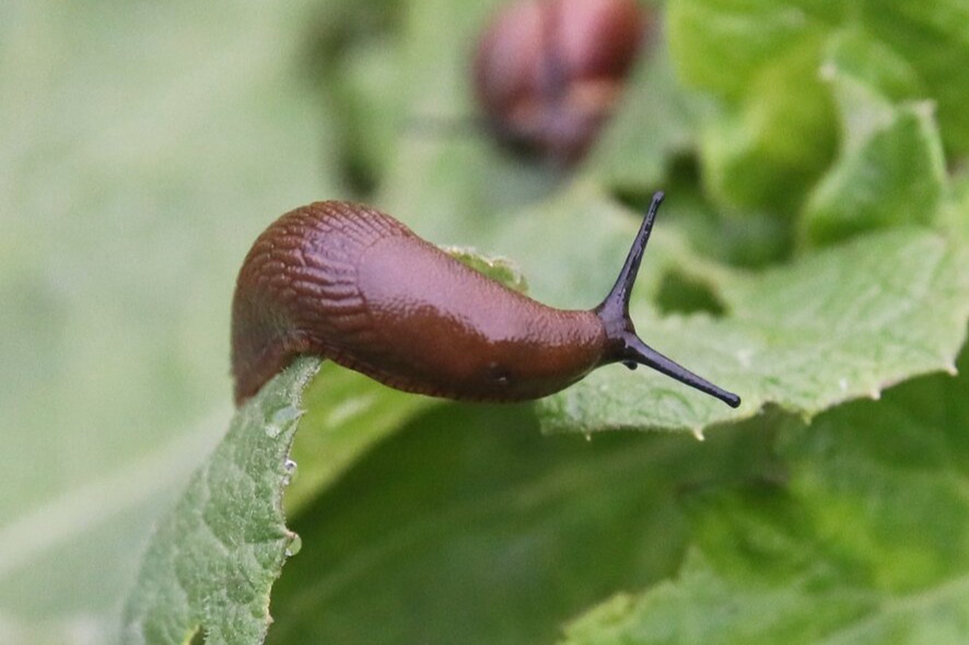 Биолог назвал способы борьбы с испанскими слизнями на огороде