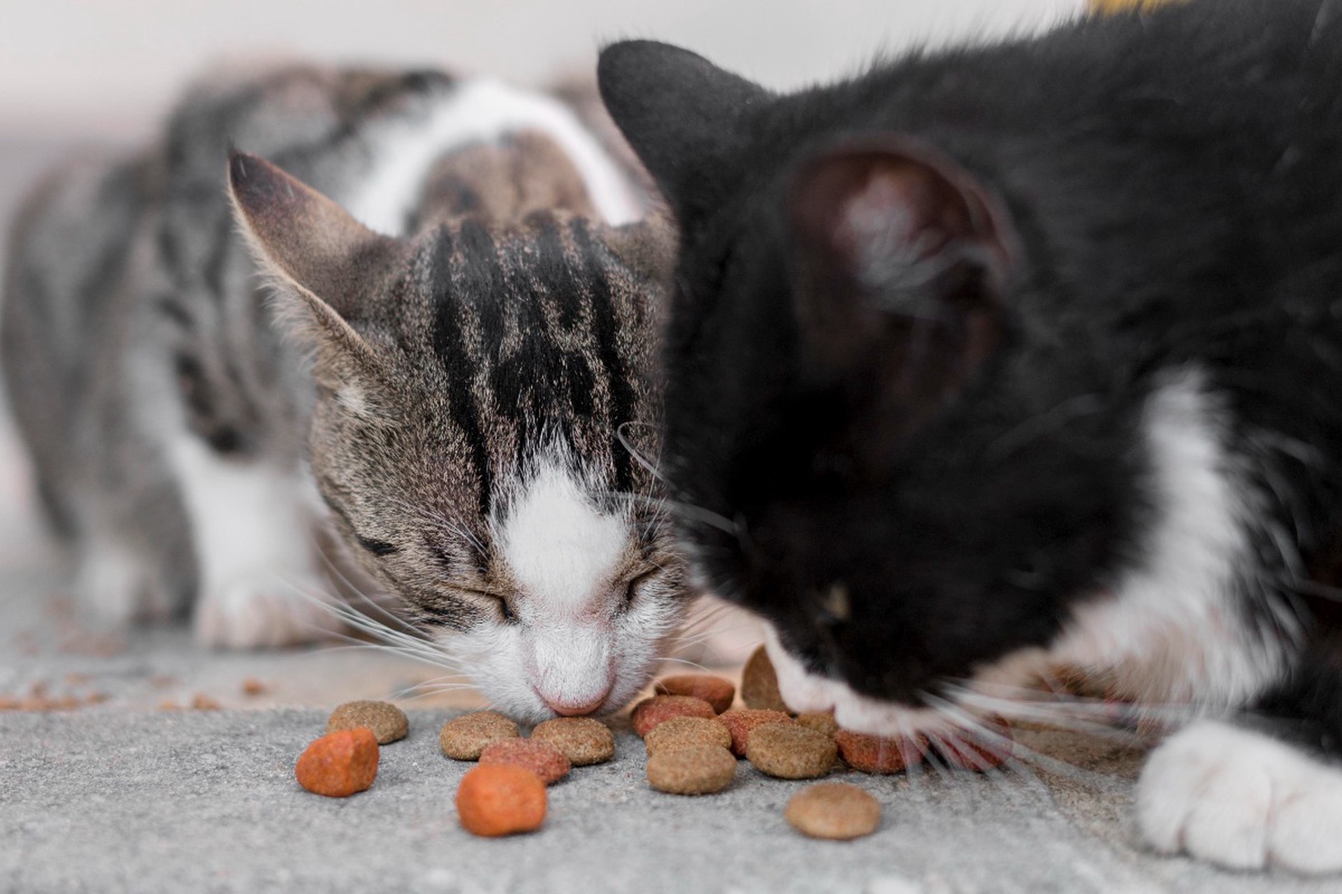 Ветеринар объяснил риски натурального и сухого корма для животных