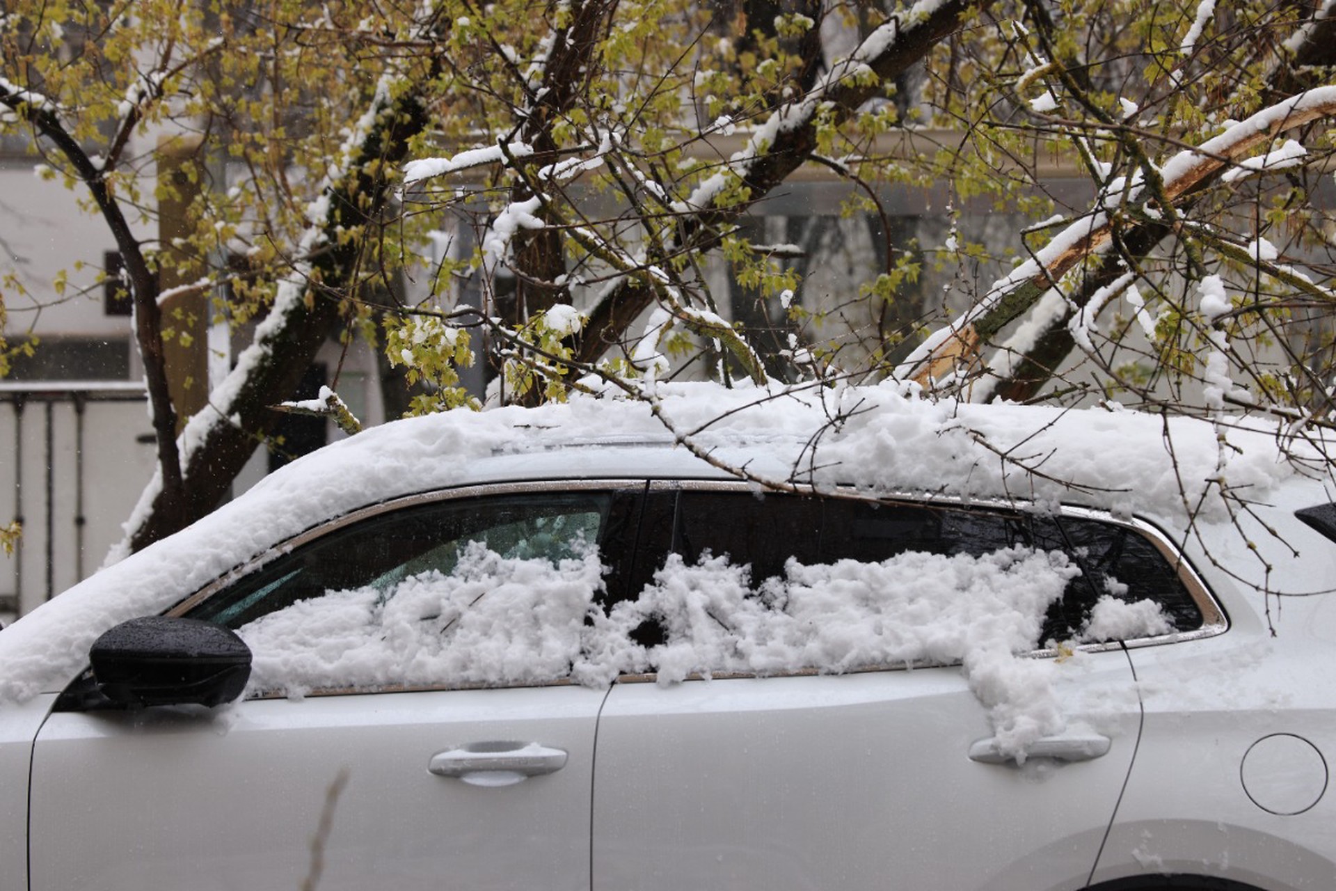 Юрист описал порядок действий при падении дерева на машину
