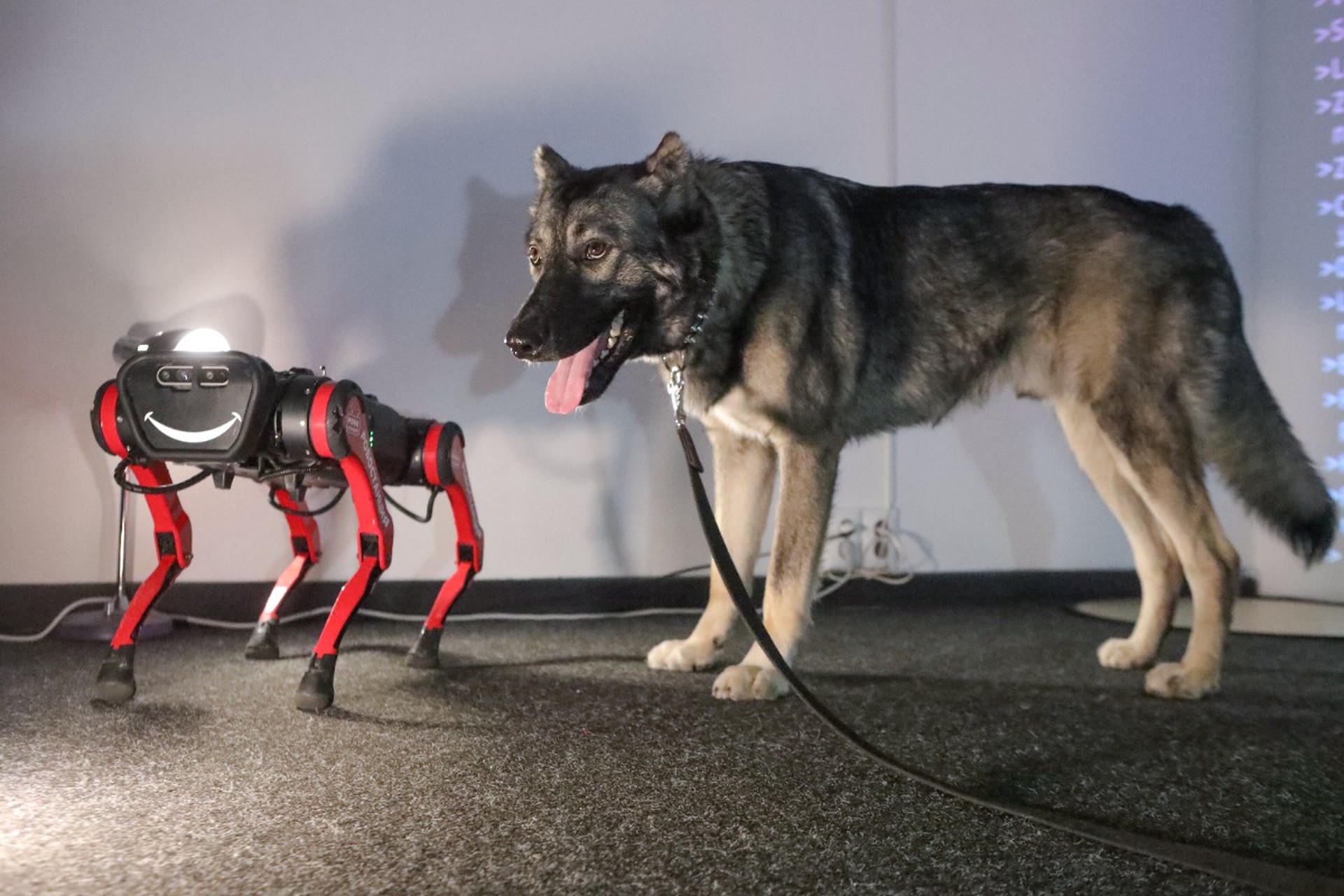 В России могут появиться роботы-помощники для собак-поводырей