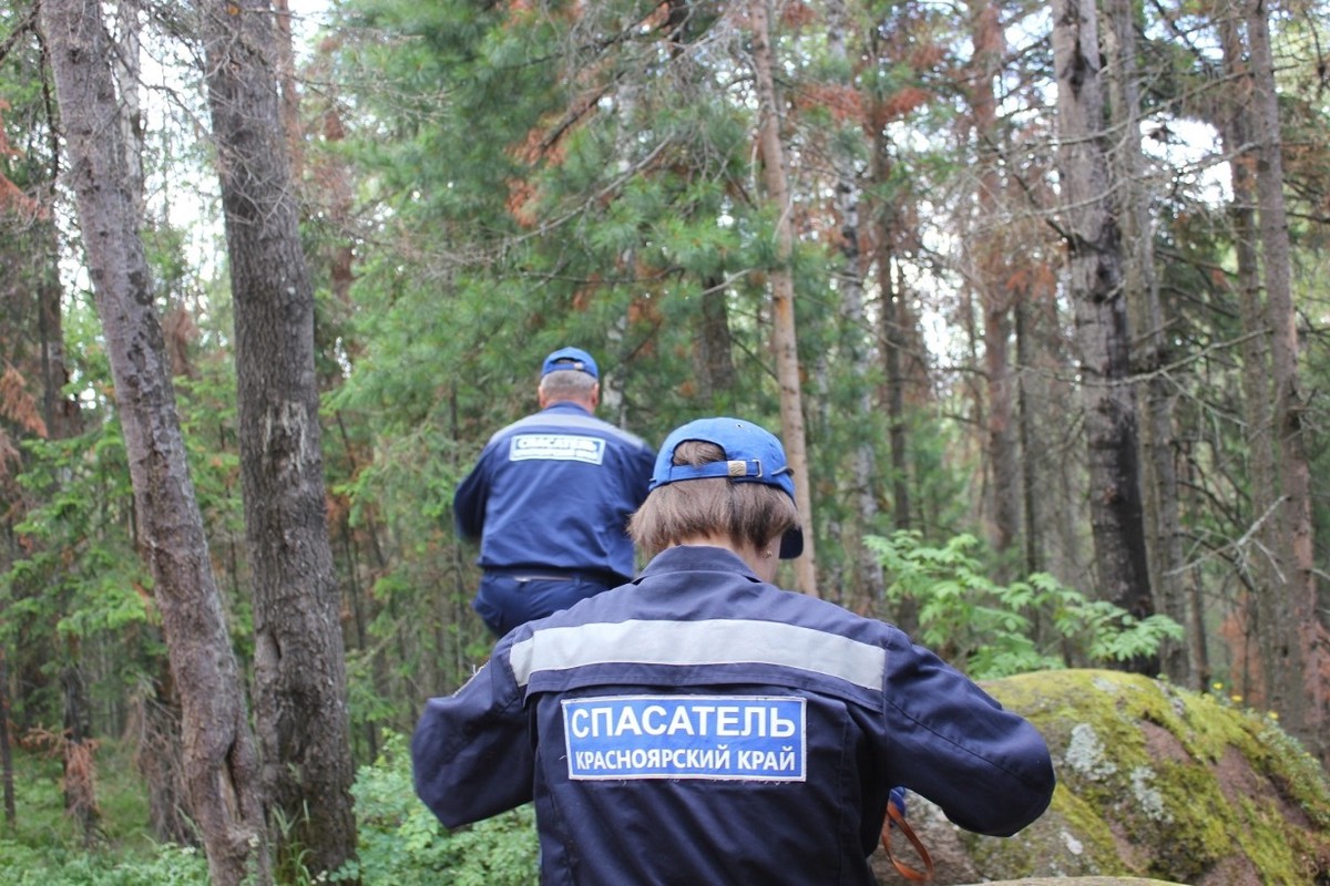 Собака-спасатель исчезла во время поисков в лесу под Красноярском