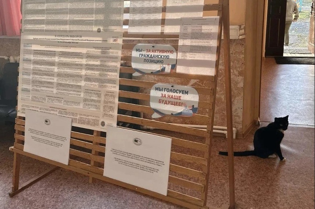 Кот Том взял под контроль избирательный участок на Камчатке