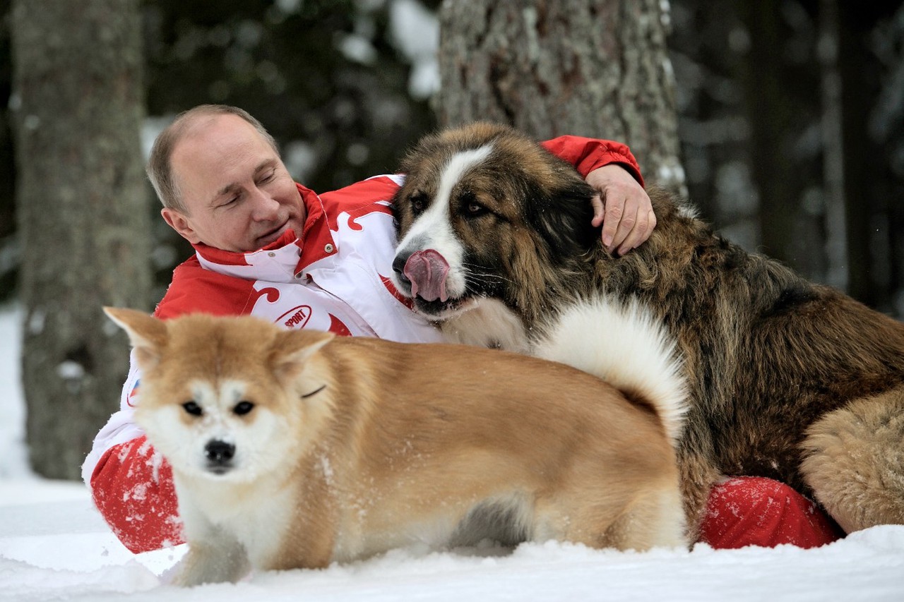 Фото © Алексей Дружинин / ТАСС / Владимир Путин с Бафaи и Юмэ, 2013 г.