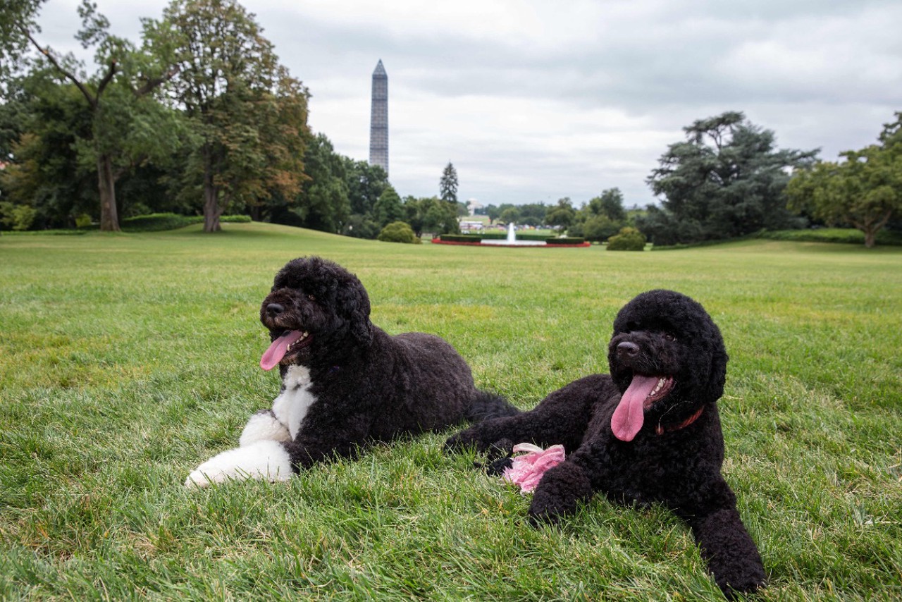 Фото © Pete Souza/The White House/ ТАСС / Бо и Санни в Белом доме, 2013 г.