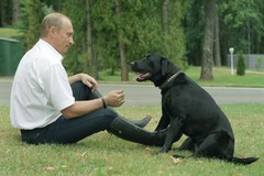 Фото © Владимир Родионов / ТАСС / Владимир Путин с лабрадором Кони, 2003 г.