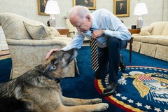 Фото © Adam Schultz / Zuma / ТАСС / Джо Байден и Чэмп, 2021 г.
